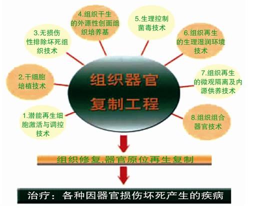 苣肽干细胞活化素能治疗什么疾病.jpg