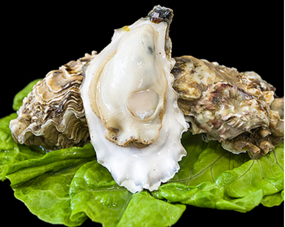 牡蛎肽的营养作用.png