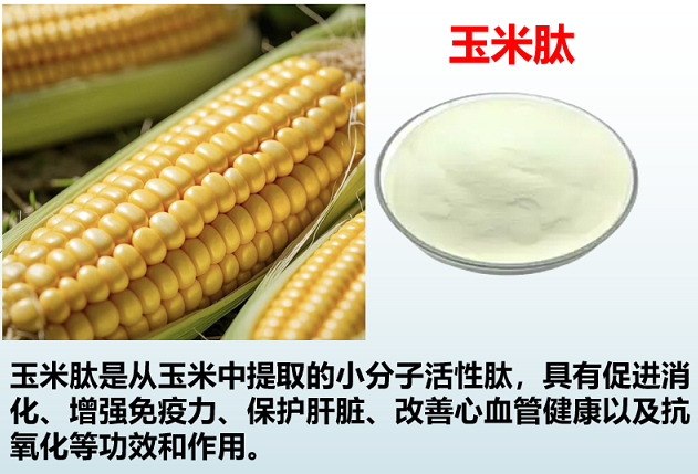 玉米肽.png