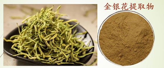 金银花绿原酸.png