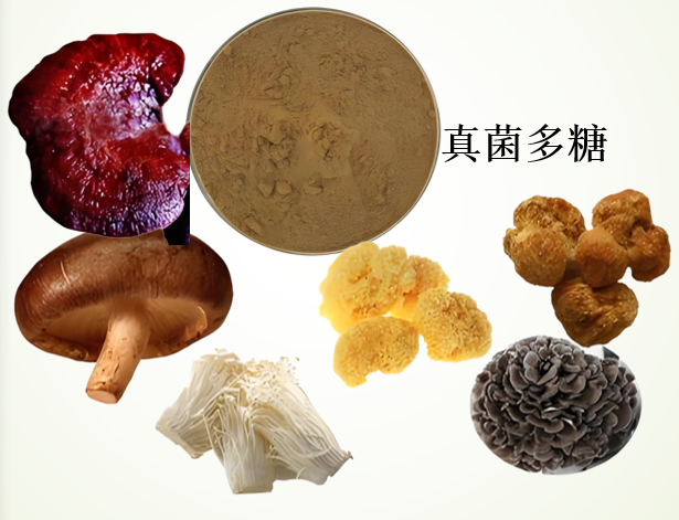 真菌多糖.png