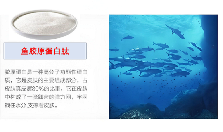 海洋鱼胶原蛋白肽.png 海洋鱼胶原蛋白肽.png